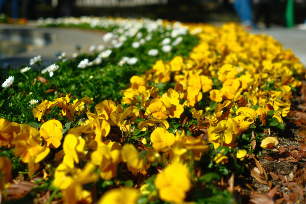 fujifilm-filmsimulation