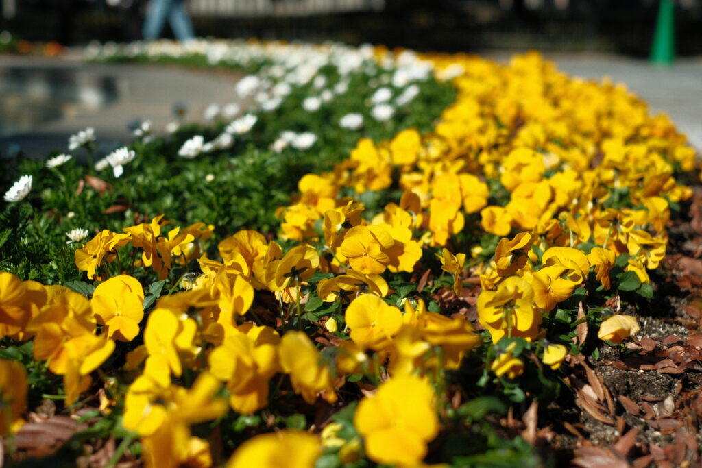 fujifilm-filmsimulation