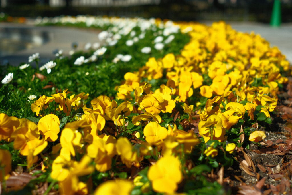 fujifilm-filmsimulation