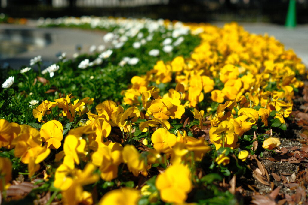 fujifilm-filmsimulation