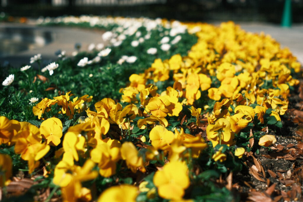 fujifilm-filmsimulation