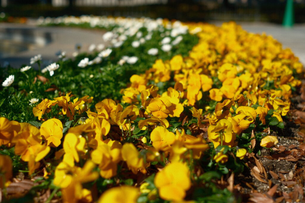 fujifilm-filmsimulation