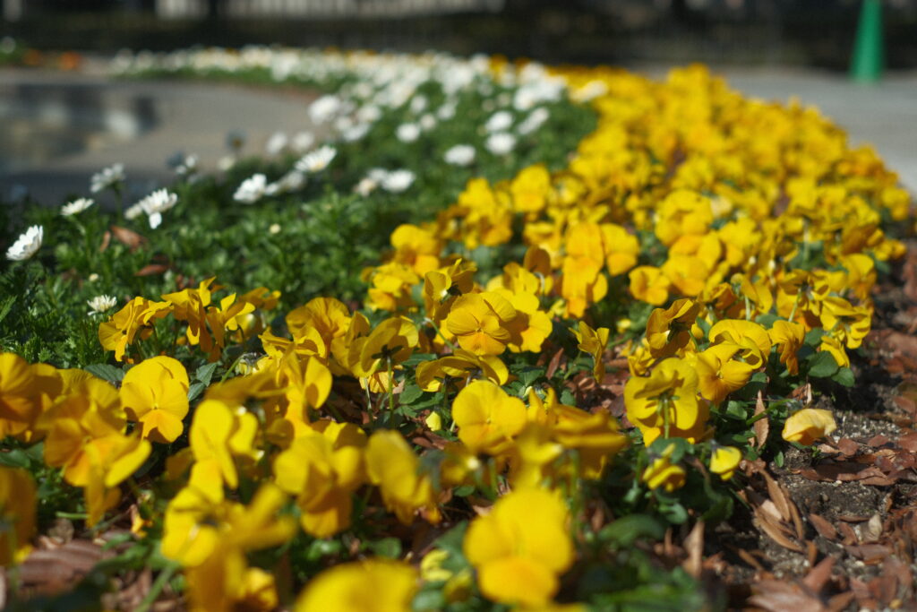 fujifilm-filmsimulation