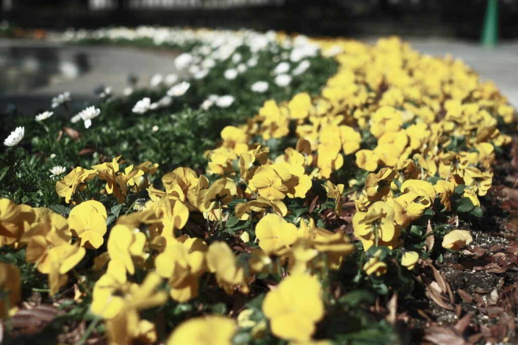 fujifilm-filmsimulation