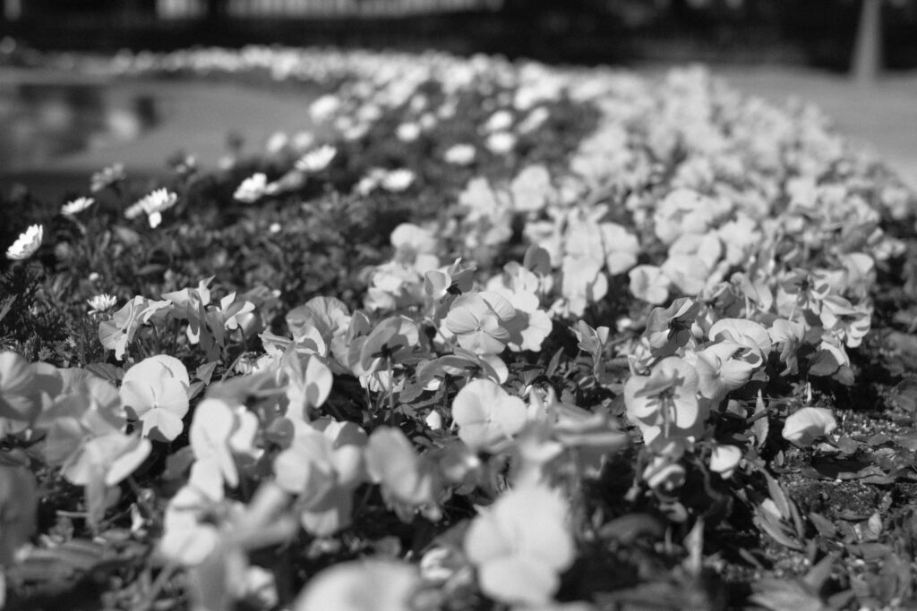 fujifilm-filmsimulation