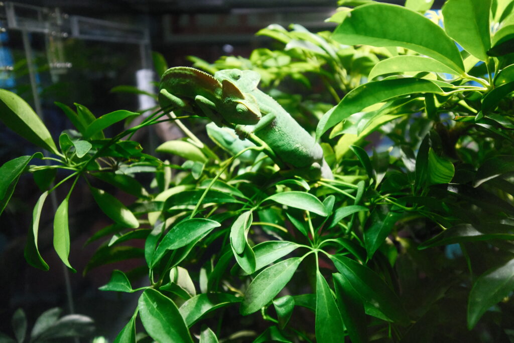 filmsimulation-realaace